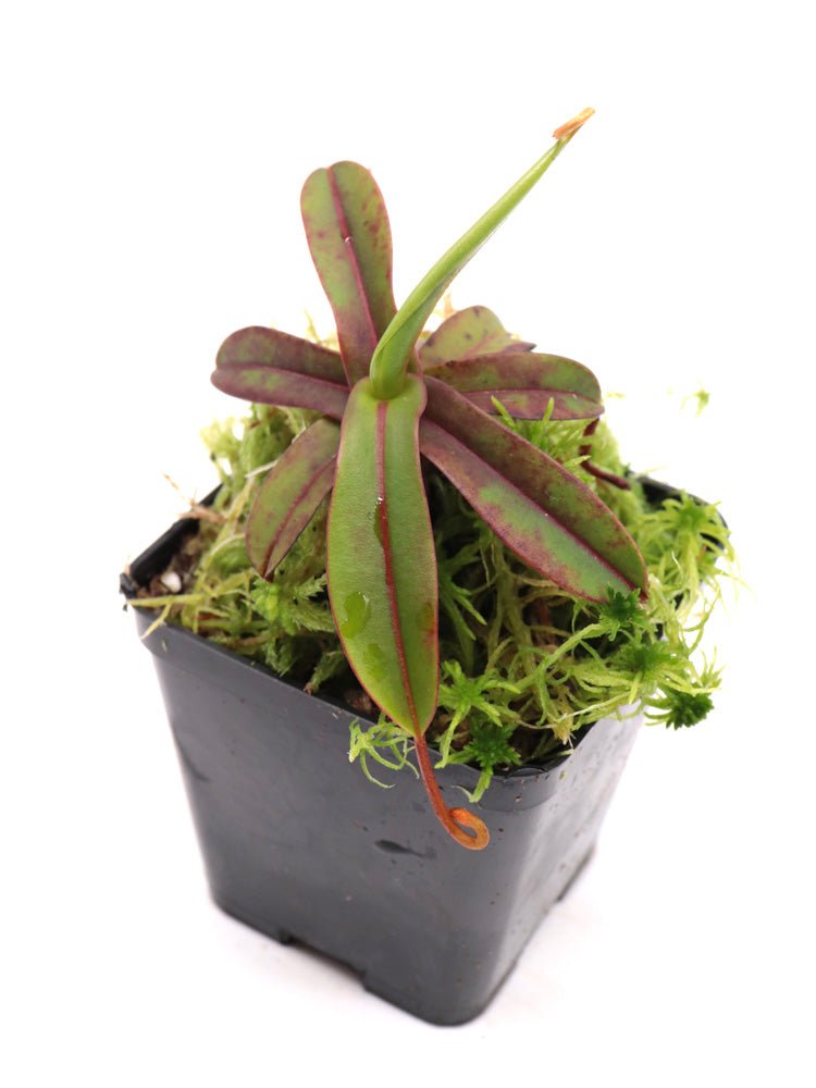 Nepenthes „Diabolica“ Zentral-Sulawesi 2200 m