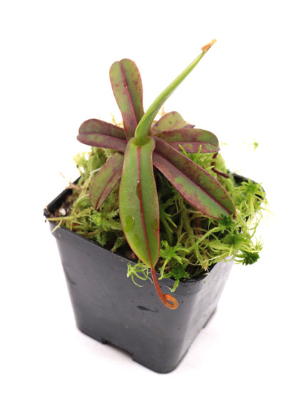 Nepenthes „Diabolica“ Zentral-Sulawesi 2200 m