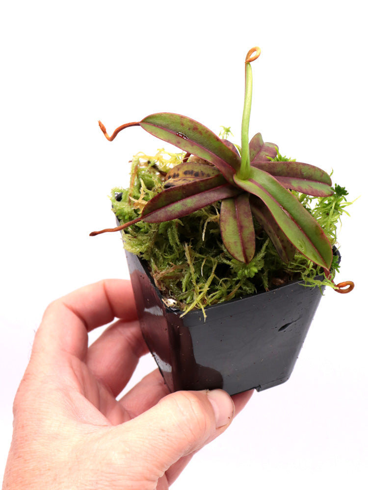 Nepenthes „Diabolica“ Zentral-Sulawesi 2200 m