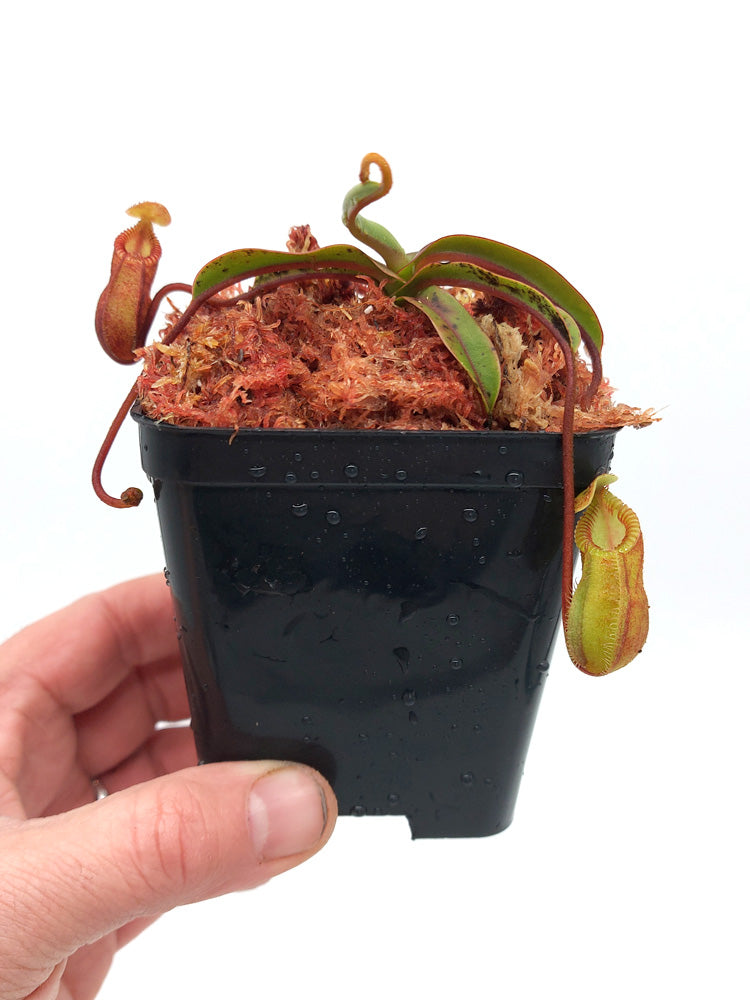 Nepenthes „Diabolica“ Zentral-Sulawesi 2200 m