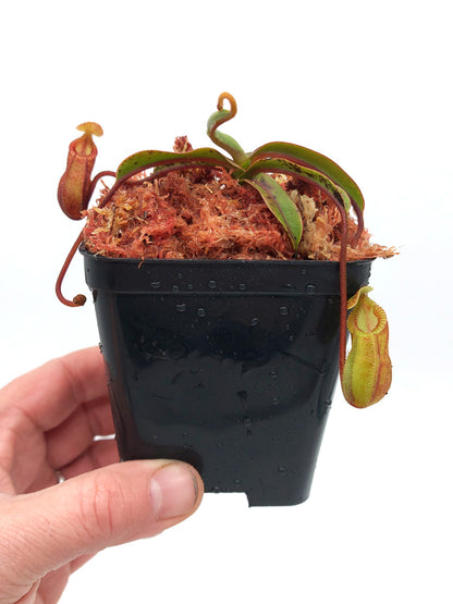 Nepenthes „Diabolica“ Zentral-Sulawesi 2200 m