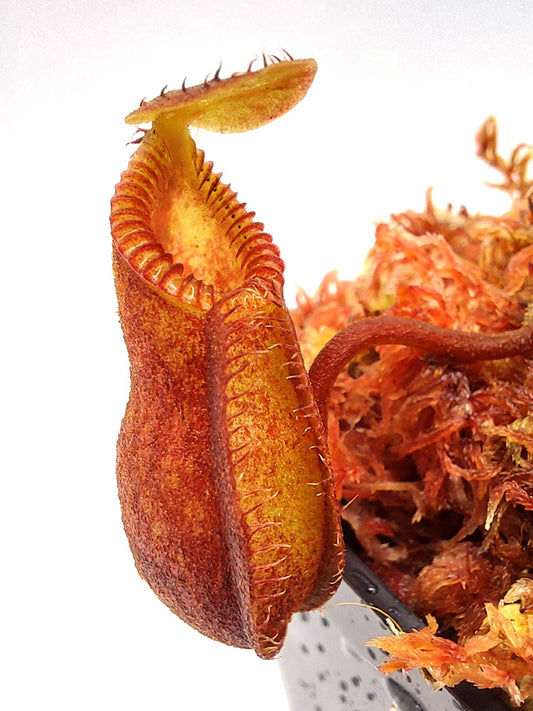 Nepenthes "Diabolica" Central Sulawesi  2200 mt