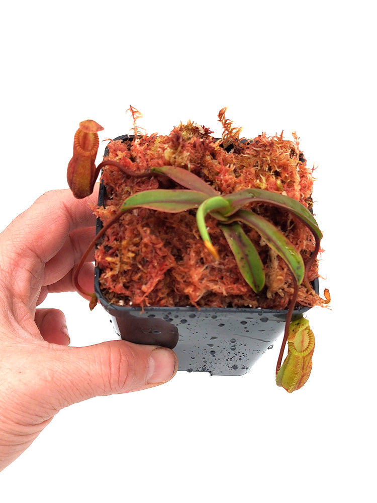Nepenthes „Diabolica“ Zentral-Sulawesi 2200 m