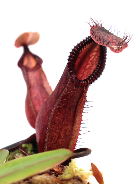 Nepenthes "Smilodon"  Diabolica x hamata