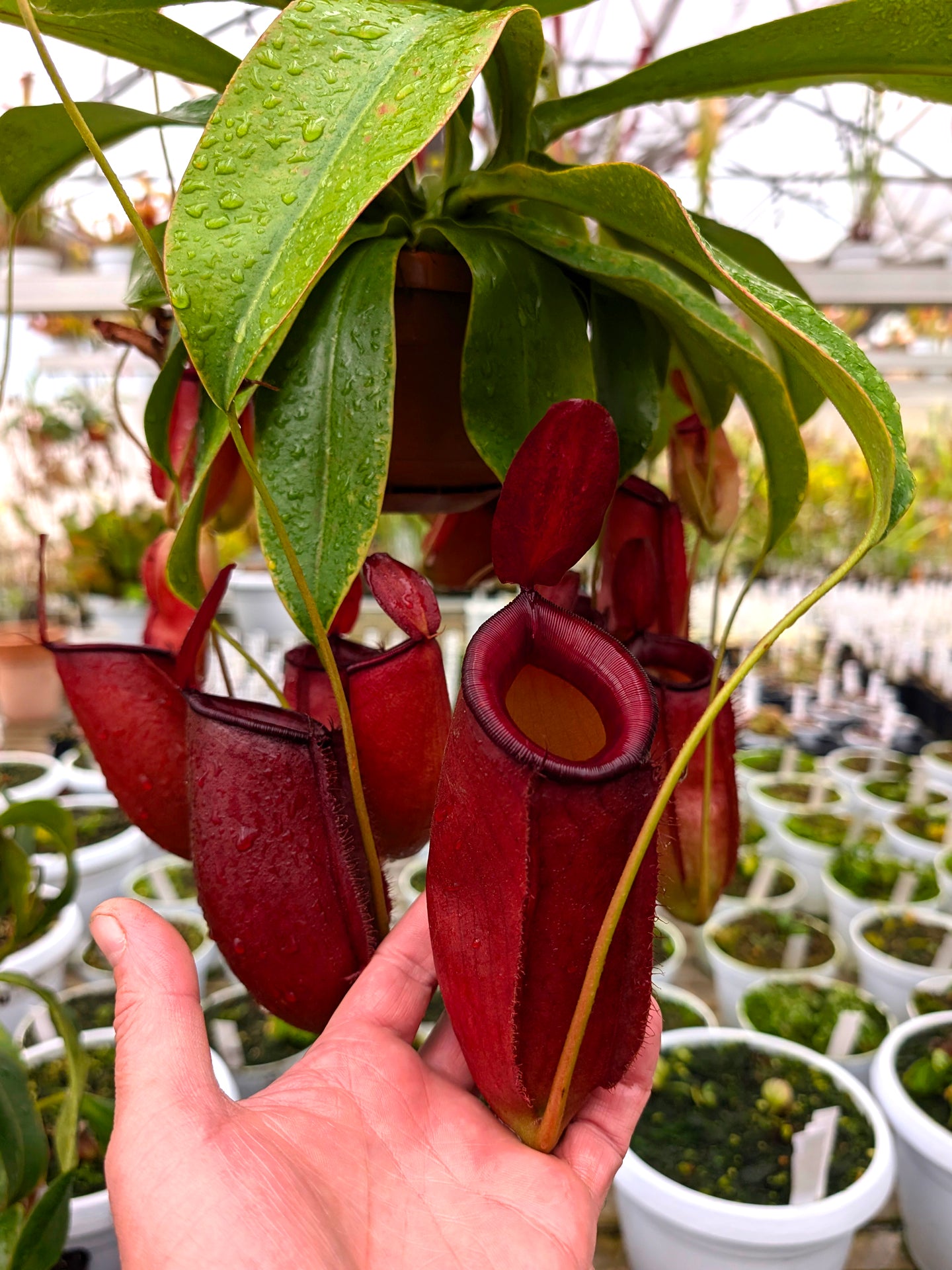 Nepenthes „Diana“