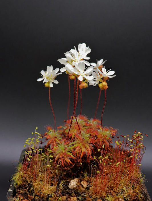 Drosera dichrosepala (Gemme in vaso)