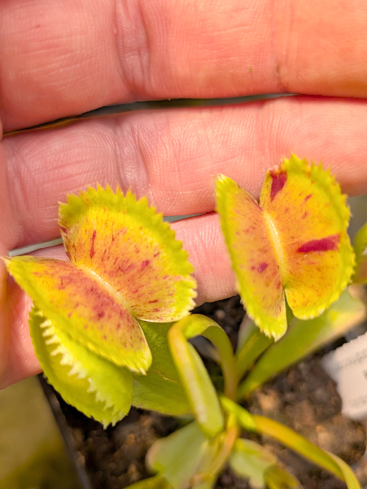 Dionaea muscipula 'Scarlatine'