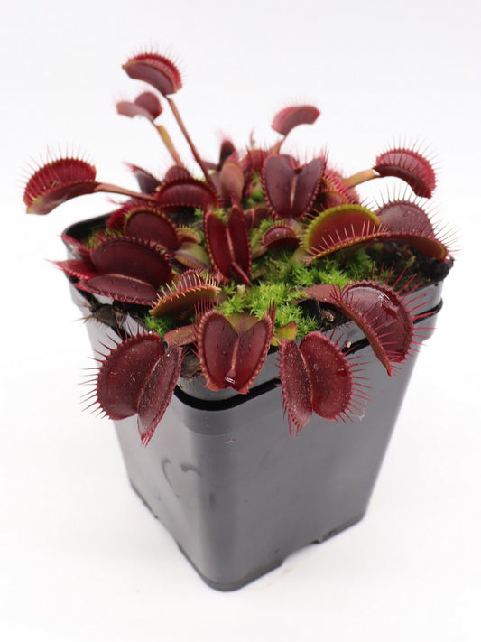 Dionaea muscipula Akai ryu F3