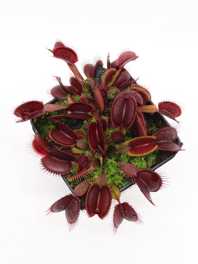 Dionaea muscipula  Akai ryu