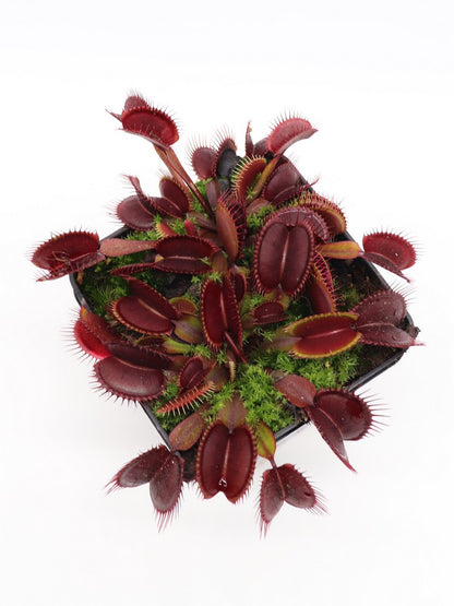 Dionaea muscipula  Akai ryu