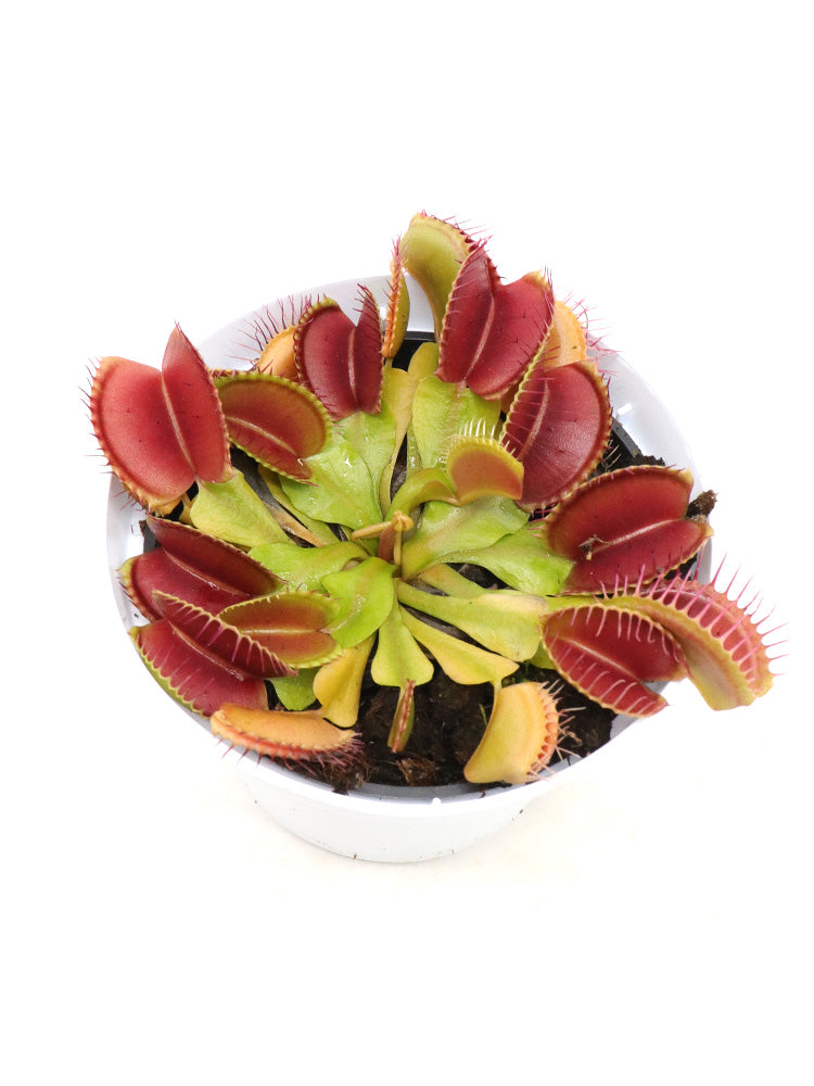 Carnivorous Tris 1