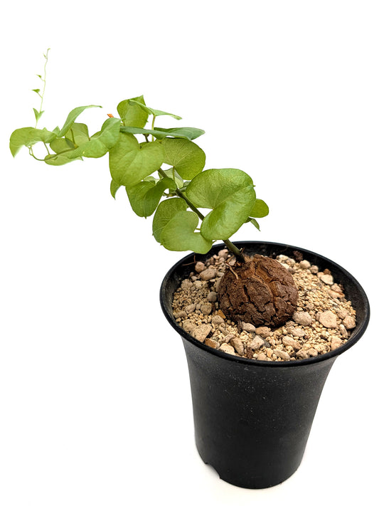 Dioscorea elephantipes
