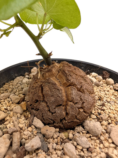 Dioscorea elephantipes