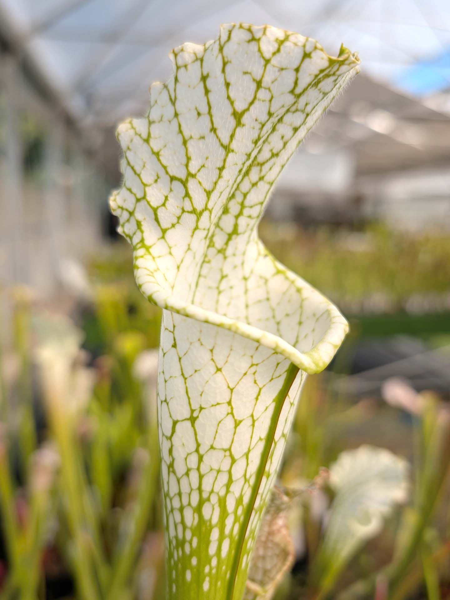 Sarracenia leucophylla var. alba "Dipped Lid" x "Solid White" #1