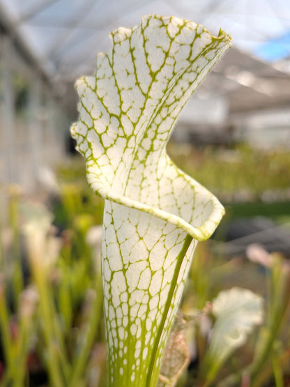 Sarracenia leucophylla var. alba "Dipped Lid" x "Solid White" #1