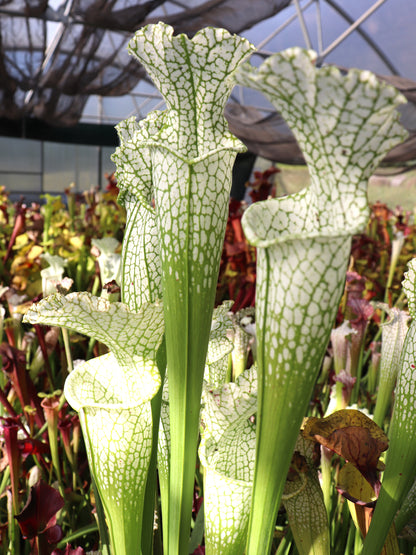 Sarracenia leucophylla var. alba "Dipped Lid" x "Solid White" #1