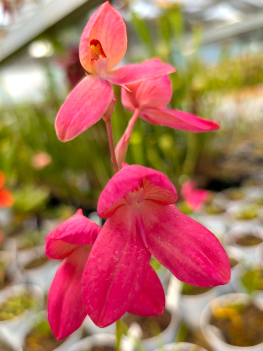 Disa x "Diores"