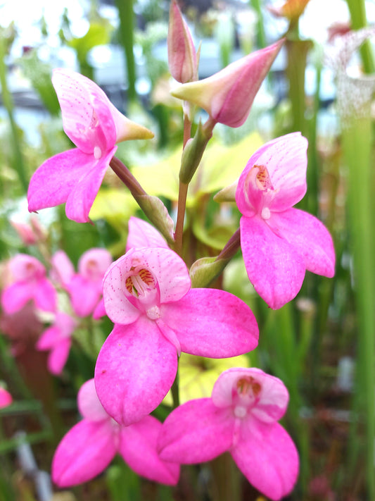 Disa x „Kewensis May“