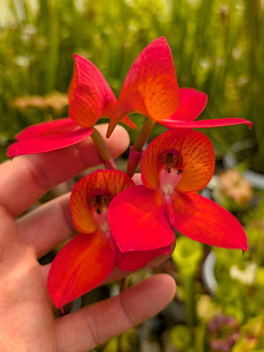 Disa x „Watsonii Red“