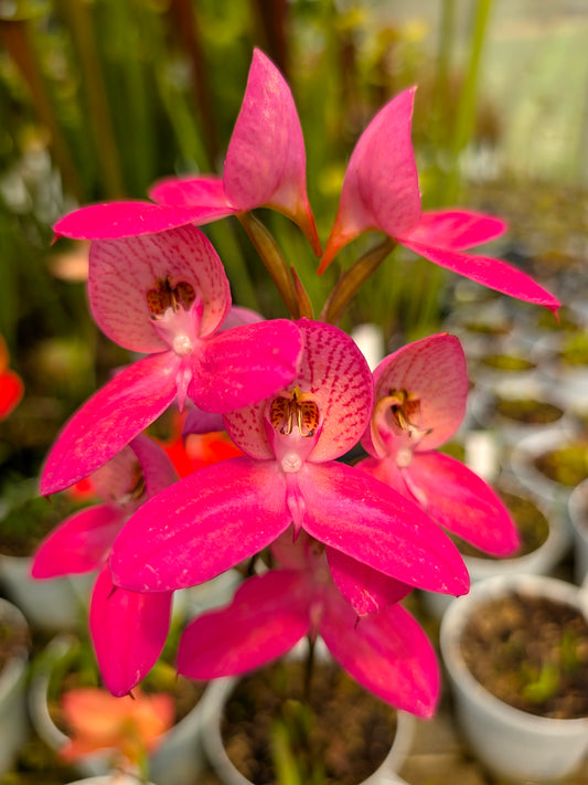 Disa x "Watsonii Sandra"
