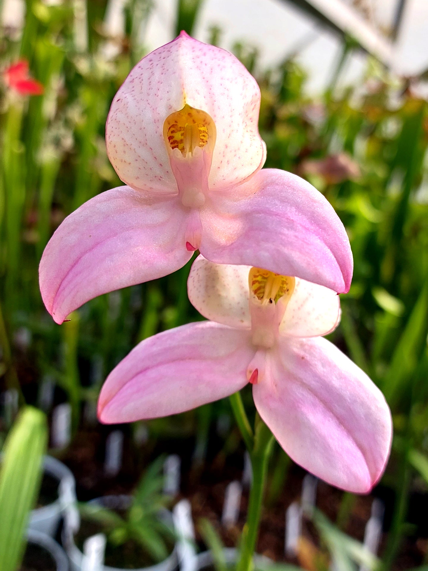 Disa x "Collette Cywes Blush"