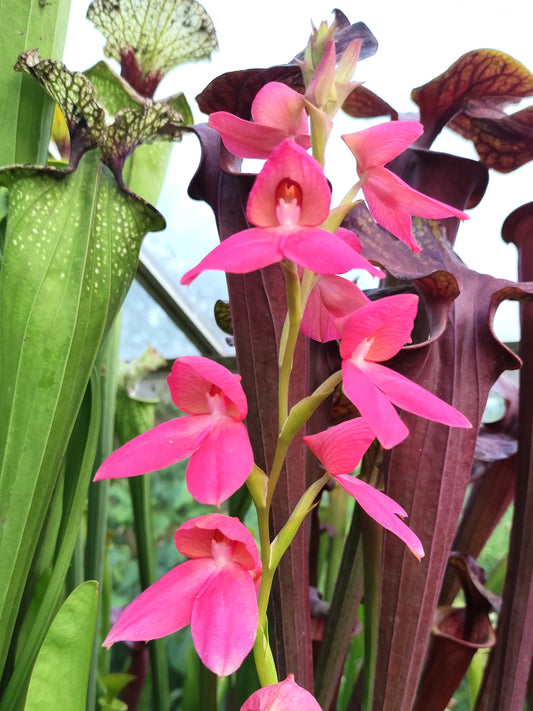 Disa x „Diores“