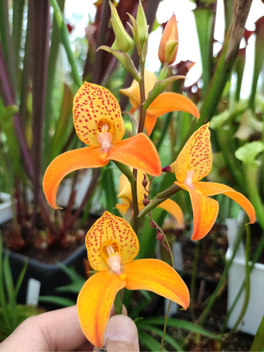Disa x „Kewensis“