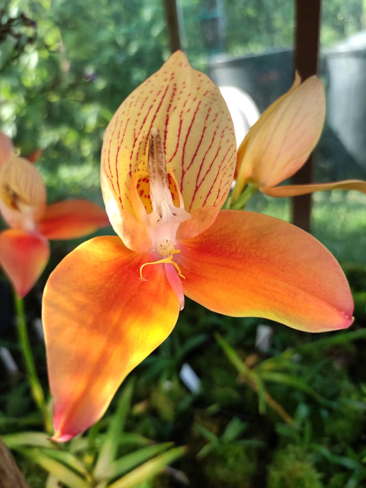 Disa "Oak Valley"