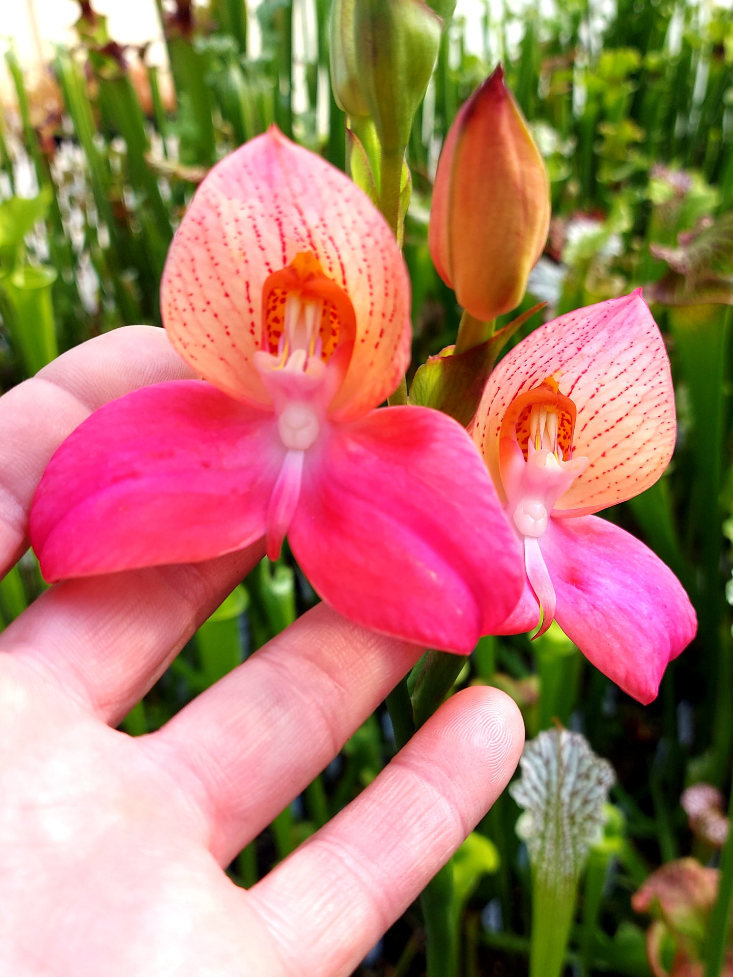 Disa x "Rosy face"