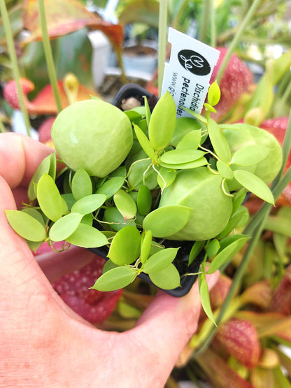 Dischidia pectinoides
