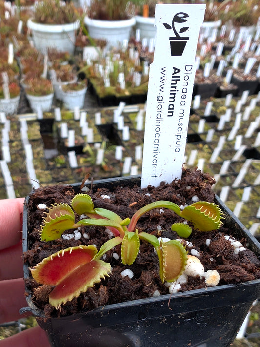 Dionaea muscipula Alhriman