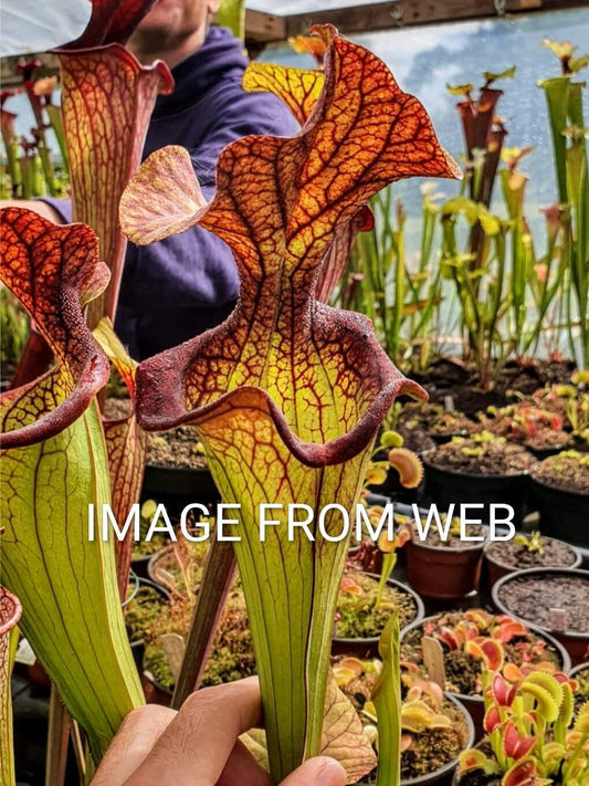 ASTA 5 : Sarracenia "Donald Duck" 2 punti di crescita