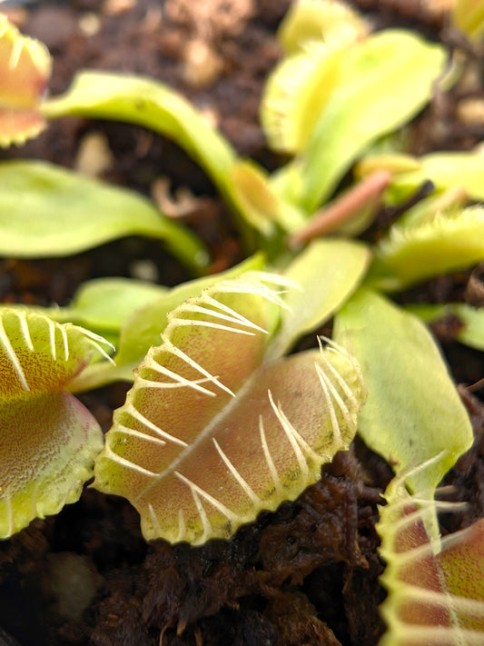 Dionaea muscipula GJ Dr. Mabusa