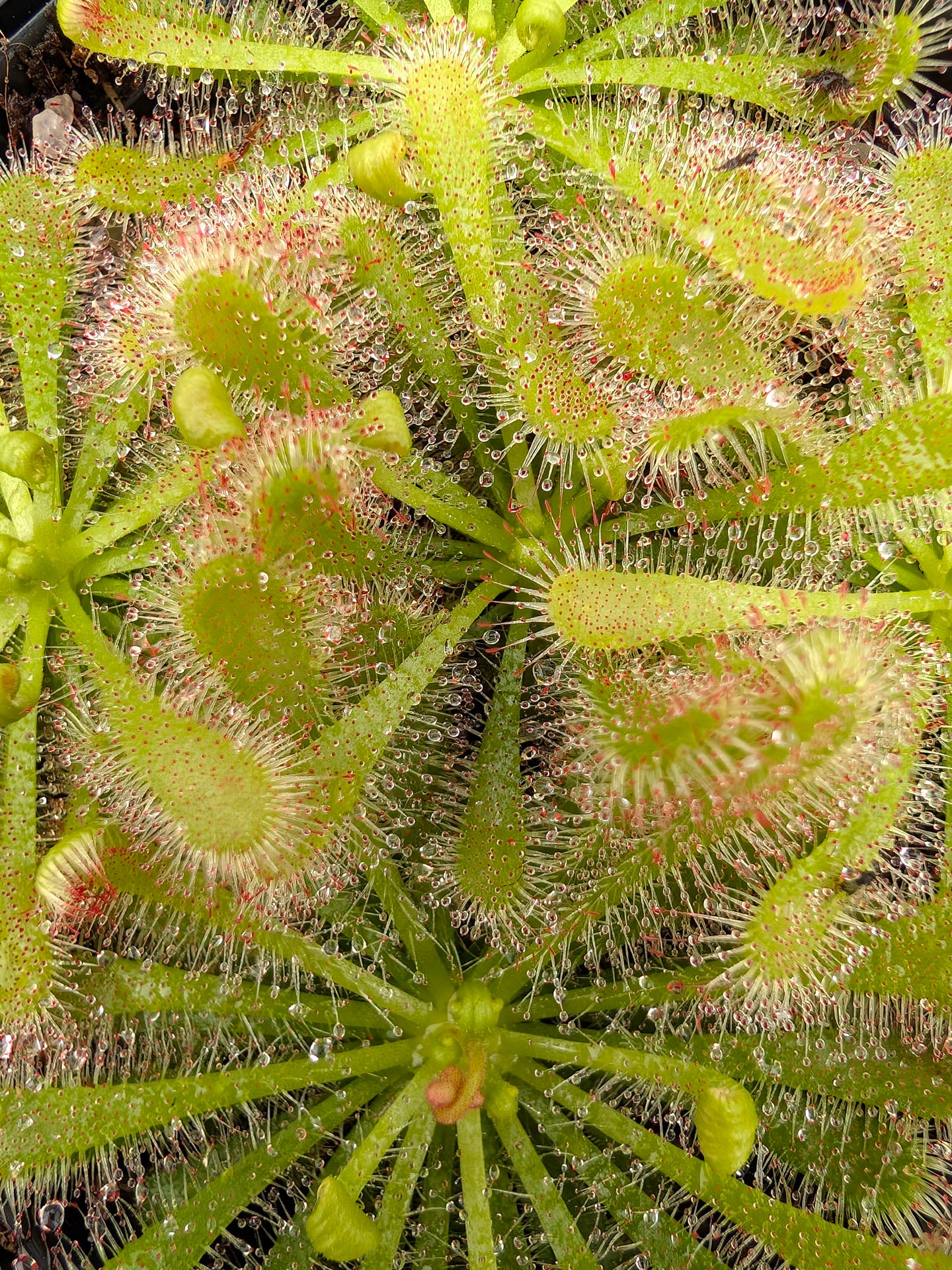 Drosera afra Cederberg Mountains, nördlich von Kapstadt, Südafrika
