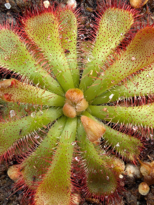 Drosera aliciae  Table mountain