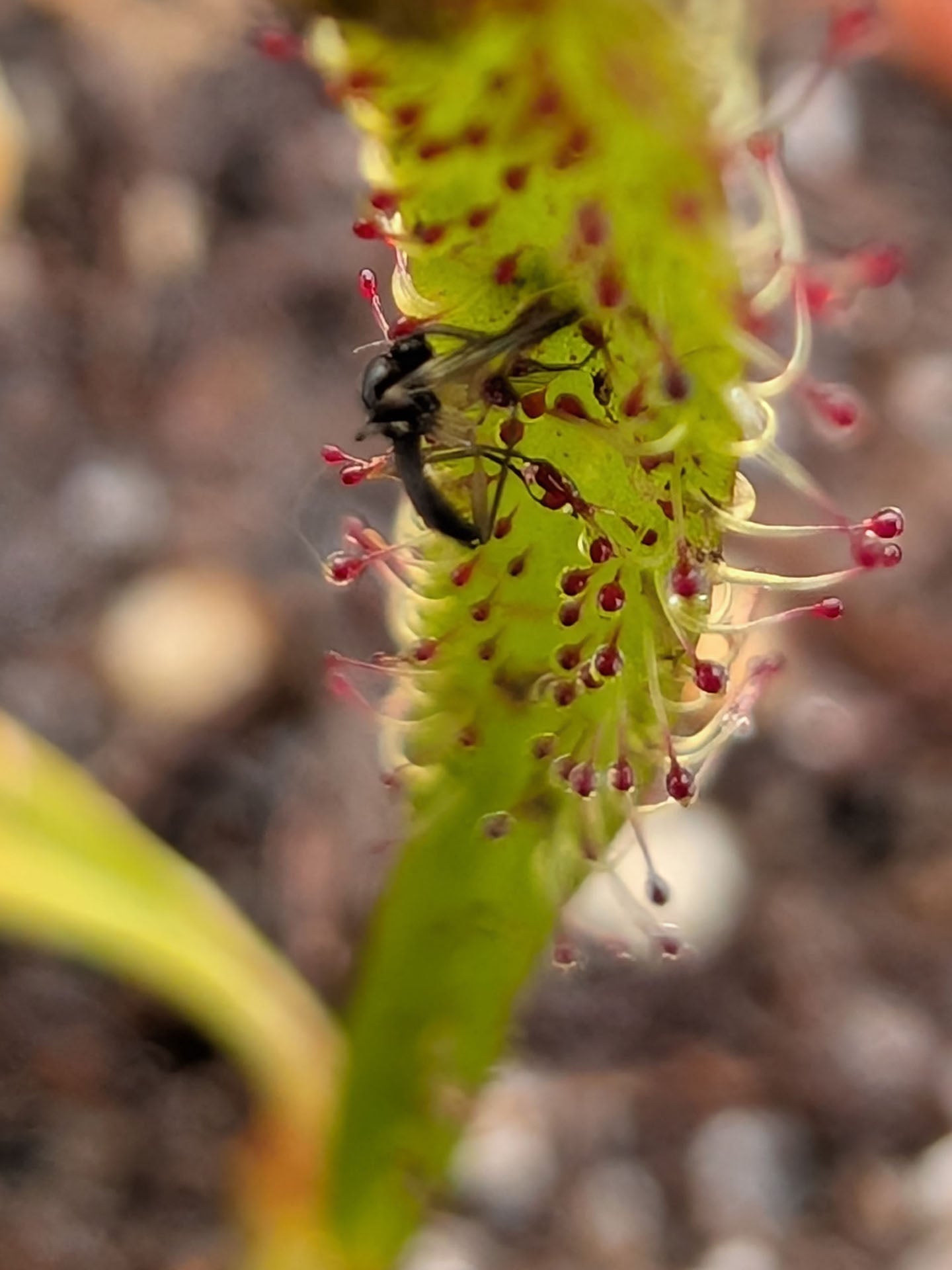 Drosera arcturi "Type" Harz Mountains, Tasmania