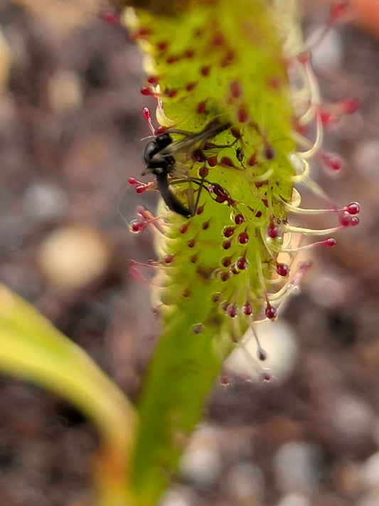 Drosera arcturi "Type" Harz Mountains, Tasmania