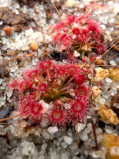 Drosera badgerupii Lake Badgeroop