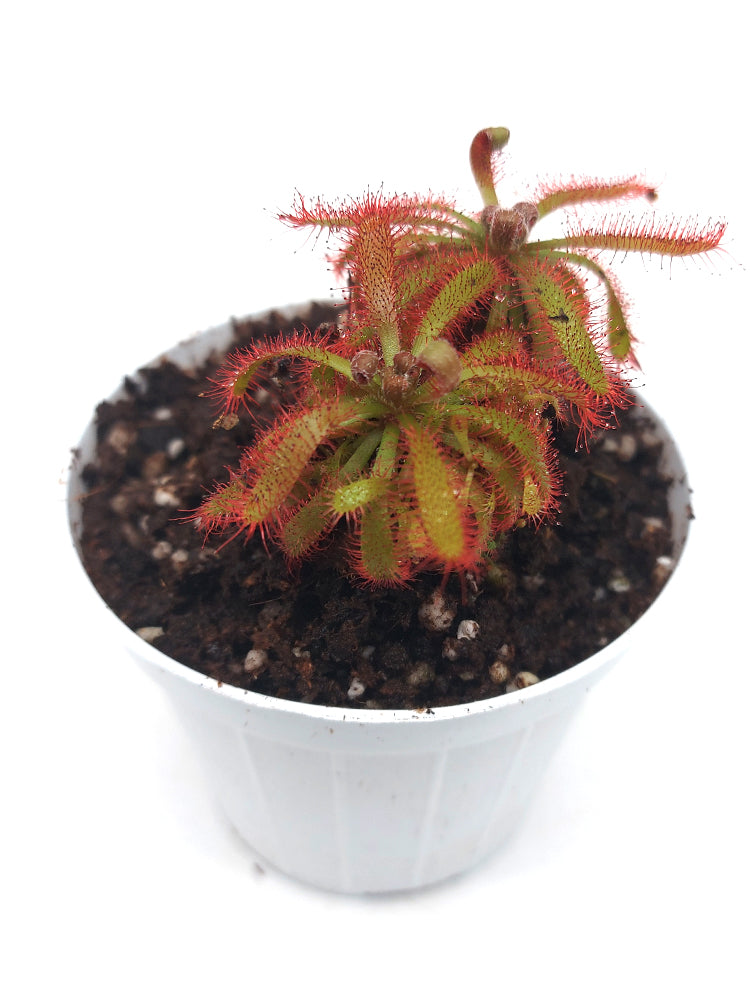 Drosera chimaera Crystalia, Minas Gerais, Brazil
