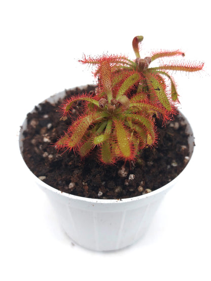 Drosera chimaera Crystalia, Minas Gerais, Brazil