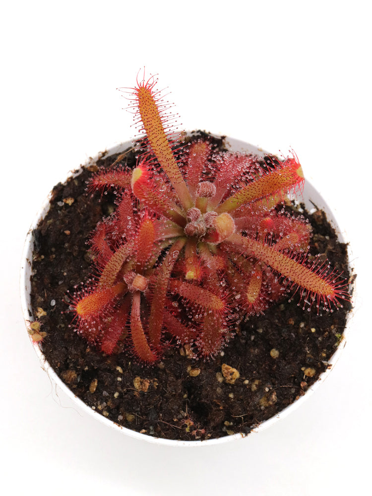 Drosera chimaera Crystalia, Minas Gerais, Brazil