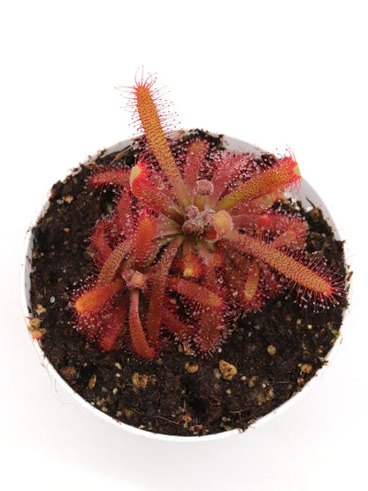 Drosera chimaera Crystalia, Minas Gerais, Brazil
