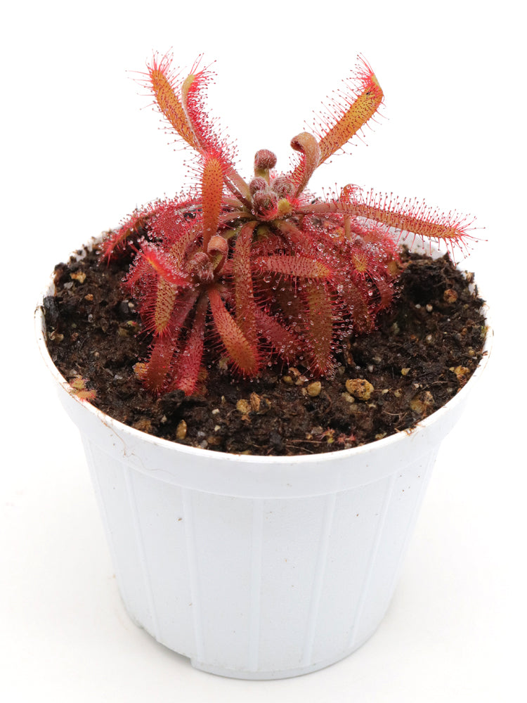 Drosera chimaera Crystalia, Minas Gerais, Brazil