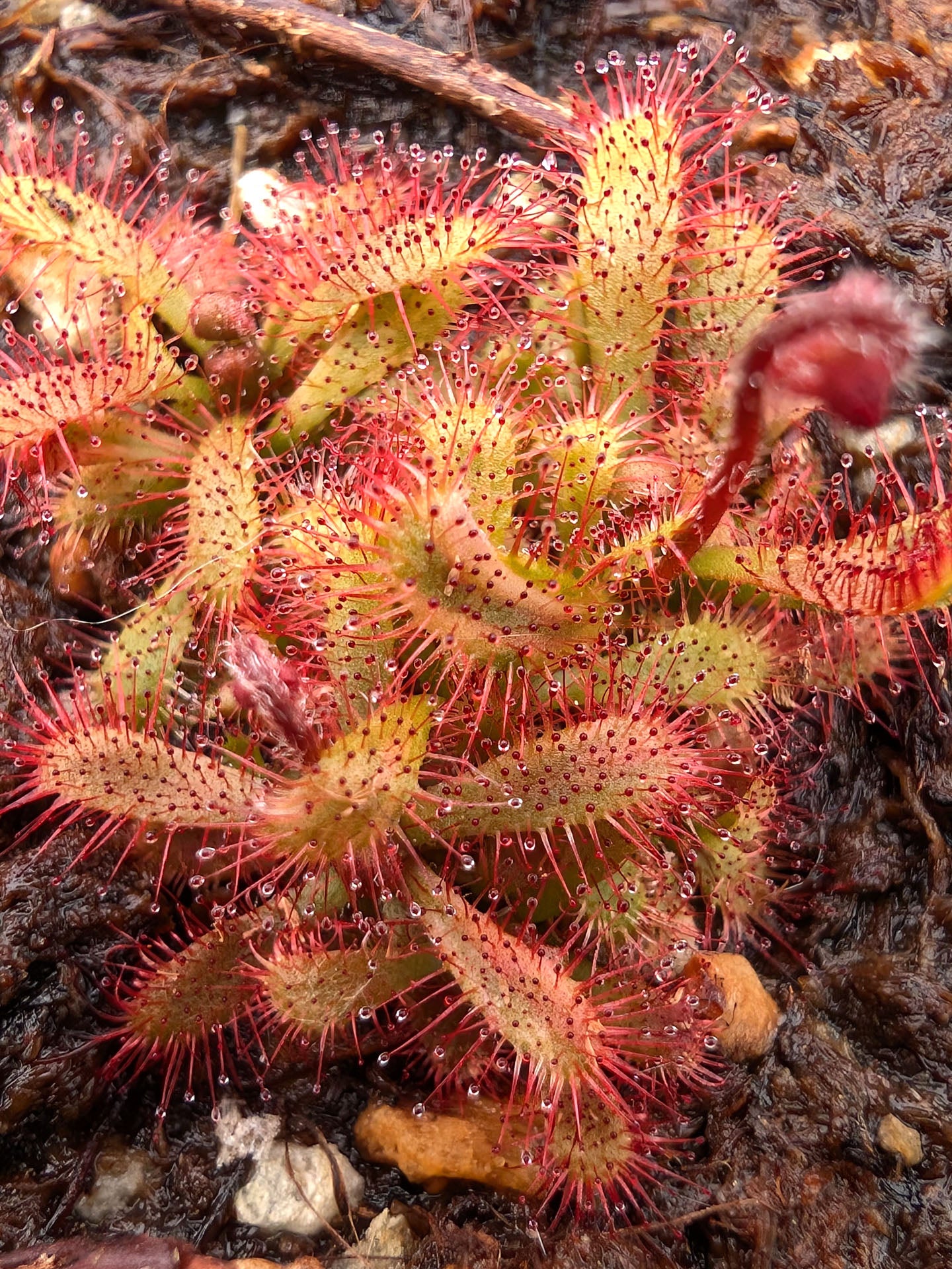 Drosera chimaera