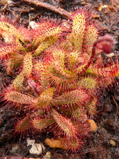 Drosera chimaera