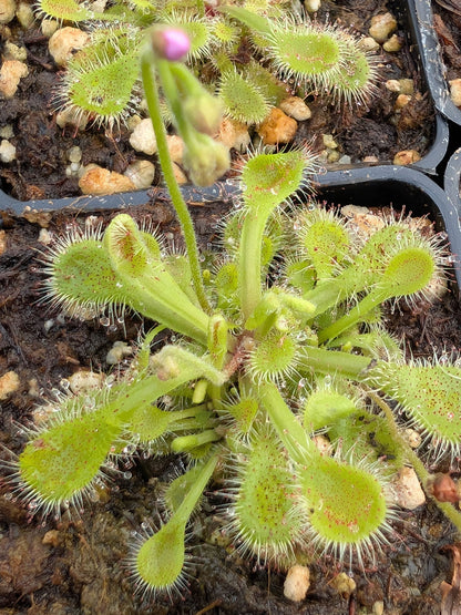 Drosera collinsiae