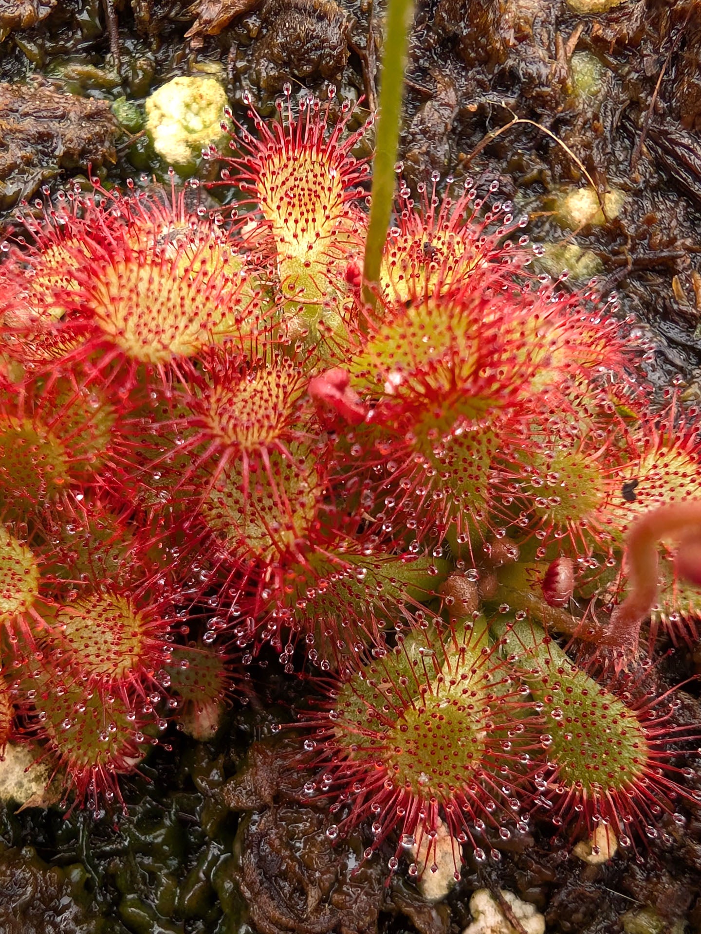 Drosera dielsiana