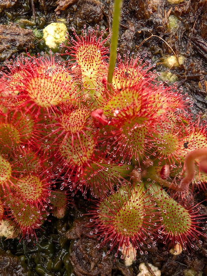 Drosera dielsiana