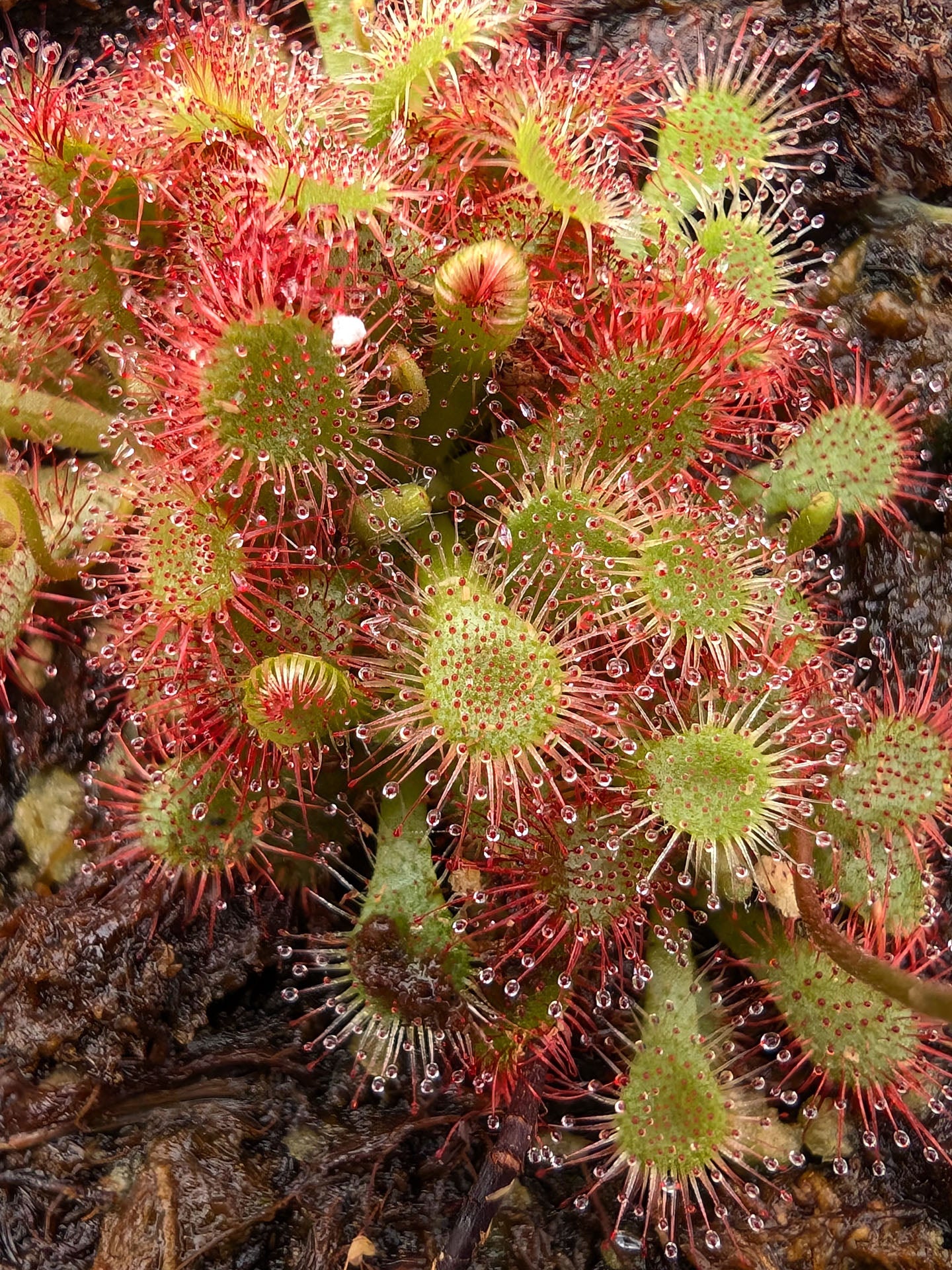 Drosera dielsiana