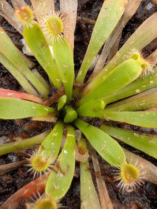 Drosera fulva East of Girraween Lagoon, NT